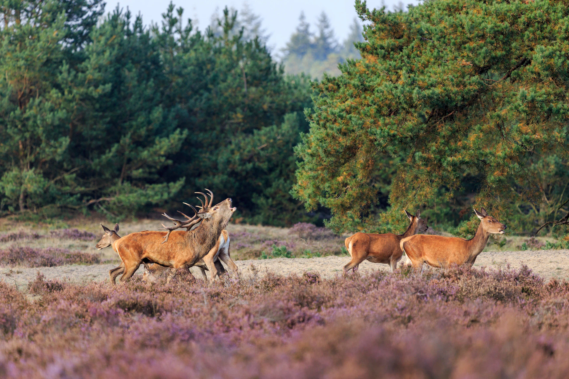 Nationaal Park De Hoge Veluwe